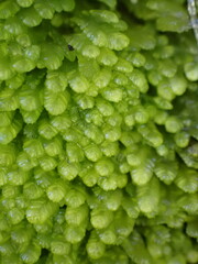 Lembidium nutans