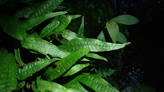 Leptochilus pteropus
