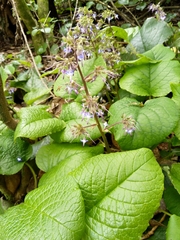 Trachystemon orientalis