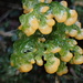 苔生煤絨黏菌 - Photo 由 balawu 所上傳的 (c) balawu，保留部份權利CC BY-NC