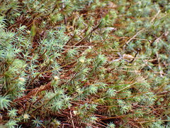 Polytrichadelphus magellanicus