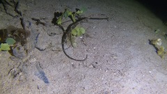 Syngnathidae