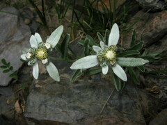Leontopodium