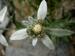 Leontopodium