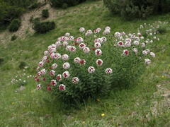 Stellera chamaejasme