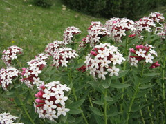 Stellera chamaejasme