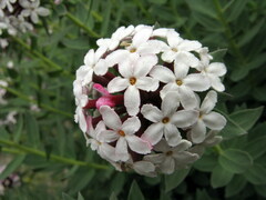 Stellera chamaejasme