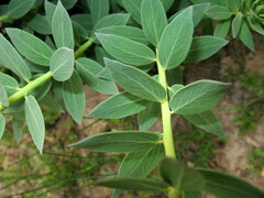 Stellera chamaejasme