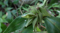 Commelina paludosa