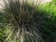 Muhlenbergia rigens
