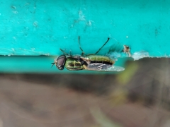 Odontomyia decipiens