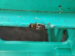 Odontomyia decipiens