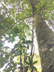 Parsonsia heterophylla