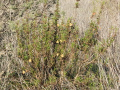 Diplacus aurantiacus