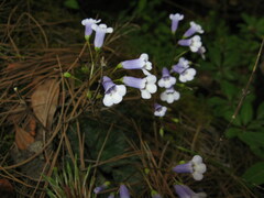 Corallodiscus lanuginosus