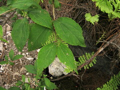 Philadelphus delavayi