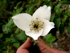 Philadelphus delavayi