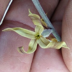 Lyrocarpa coulteri