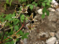 Philadelphus delavayi