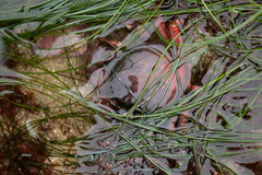 Taliepus nuttallii