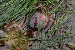 Taliepus nuttallii