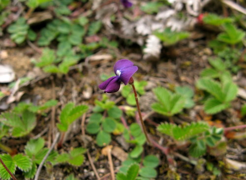 Tibetia himalaica