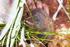 Taliepus nuttallii