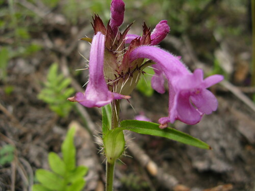 Morina nepalensis