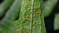Leptochilus pteropus