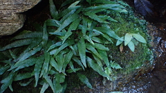 Leptochilus pteropus