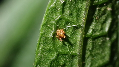 Leptochilus pteropus