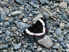 Limenitis arthemis rubrofasciata