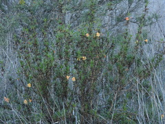 Diplacus aurantiacus