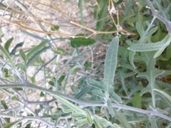 Lyrocarpa coulteri