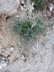 Lyrocarpa coulteri