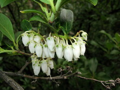 Lyonia
