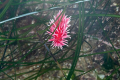 Okenia rosacea