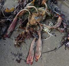 Styela montereyensis