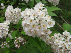 Deutzia