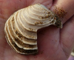 Irusella lamellifera