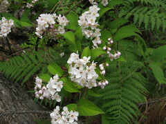 Deutzia