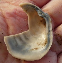 Irusella lamellifera