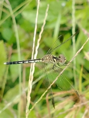 Diplacodes nebulosa