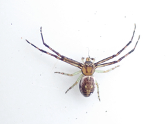 Diaea