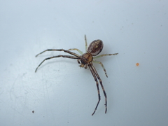Diaea