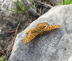Boloria euphrosyne