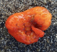 Metandrocarpa dura