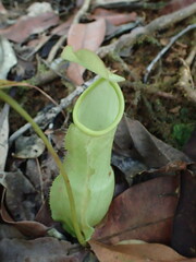 Nepenthes mirabilis