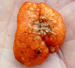 Metandrocarpa dura