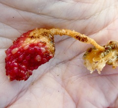Boltenia villosa
